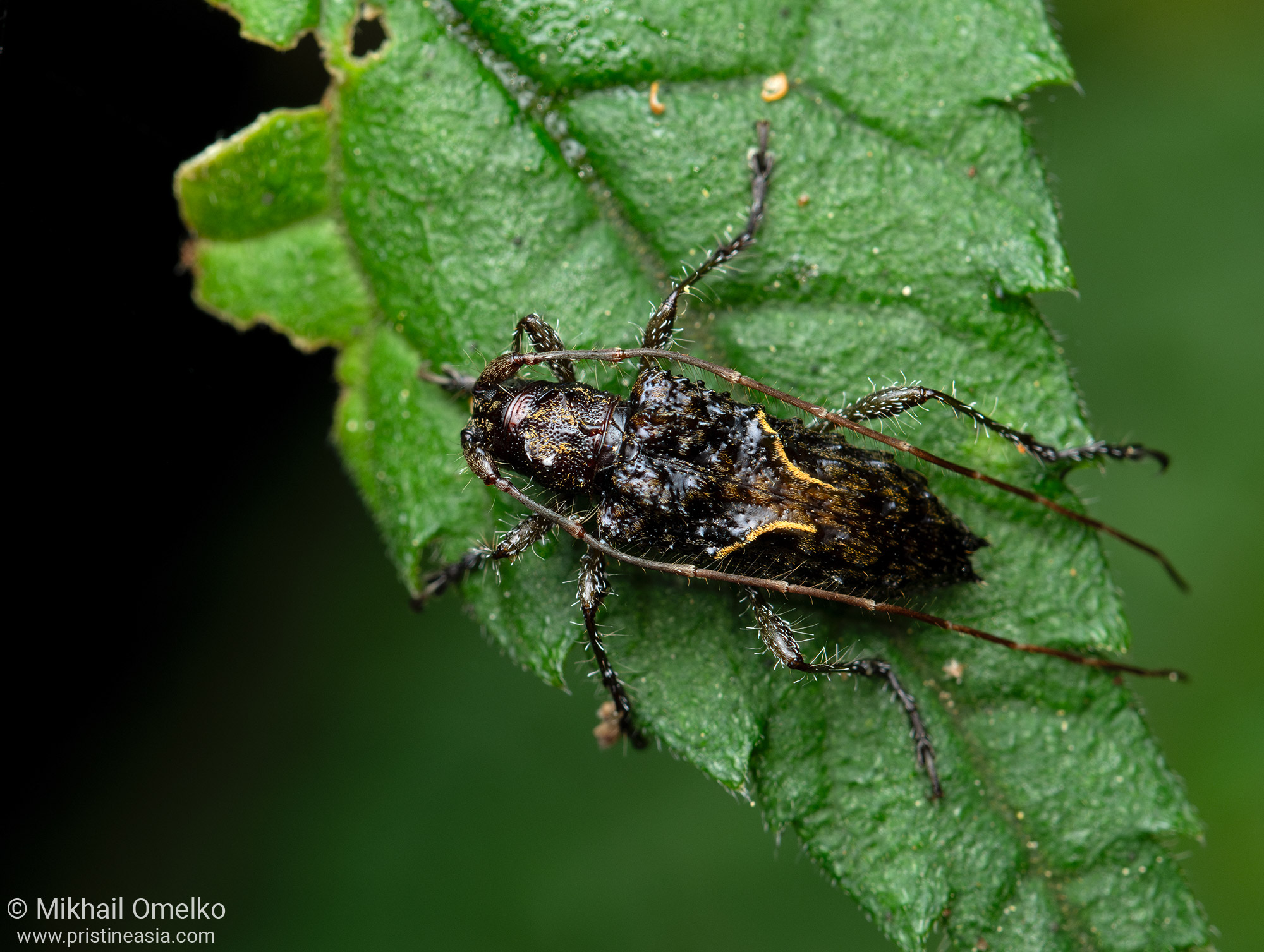 Photo of Papuan beetle (Cerambycidae) in nature – by M. Omelko